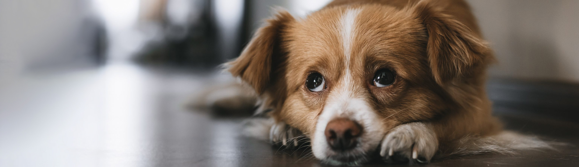 Spaying And Neutering Staten Island Low Cost Pet Spay And Neuter Clinic