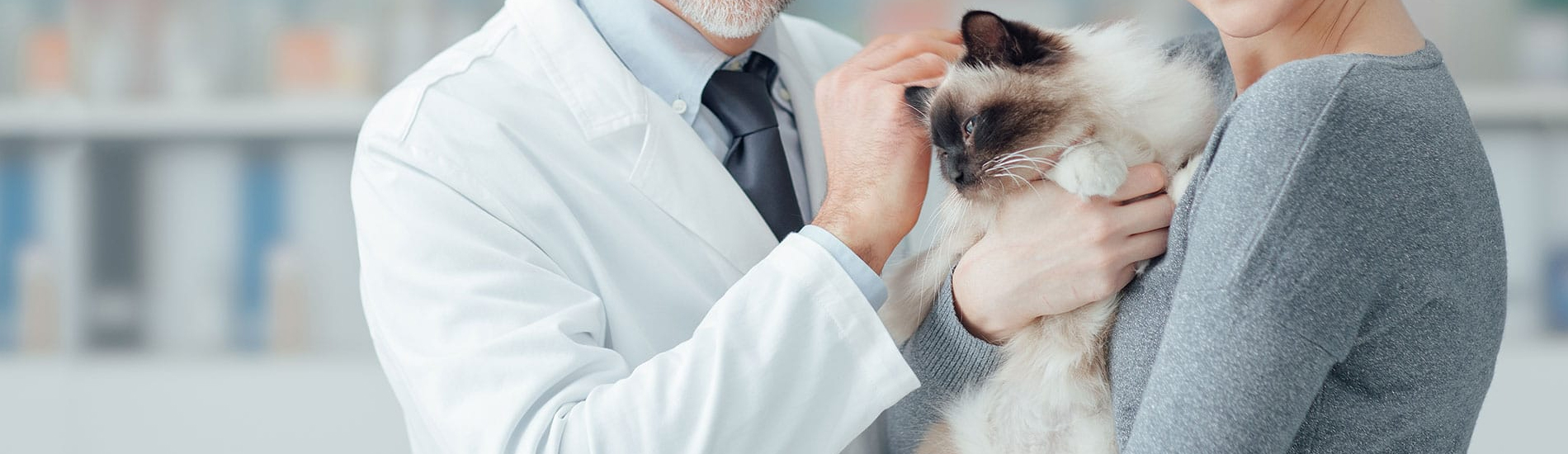 Spaying And Neutering Uniondale Low Cost Pet Spay And Neuter Clinic