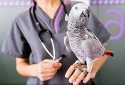 Bird Vet in Birmingham