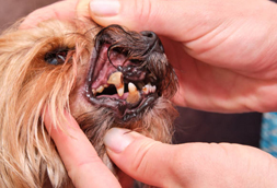 Hewlett Dog Dentist