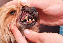 Egg Harbor City Dog Dentist
