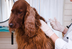 Dog Vaccinations in Woodridge