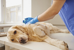 Pet Euthanasia in Egg Harbor City