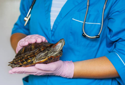 Egg Harbor City Reptile Vet