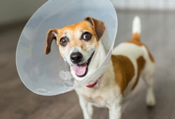 Egg Harbor City Spaying and Neutering
