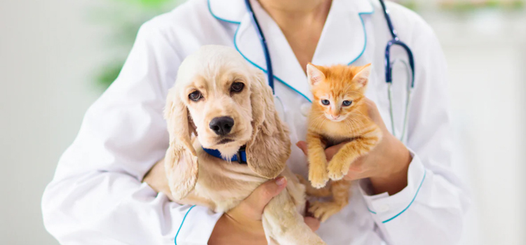 24/7 Vet Emergency Vet in Moorestown 