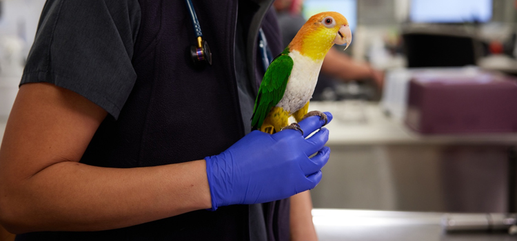 bird regular veterinary dispensary
