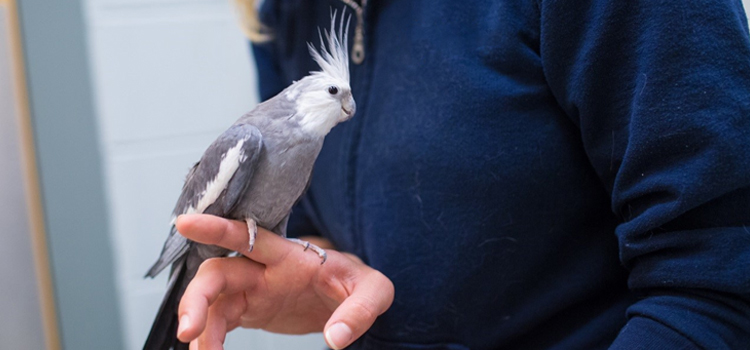 bird regular veterinary hospital in Hainesport