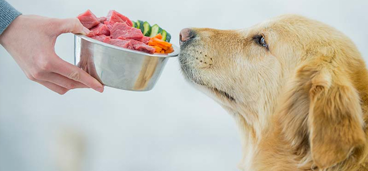 animal hospital nutritional guidance in Naples