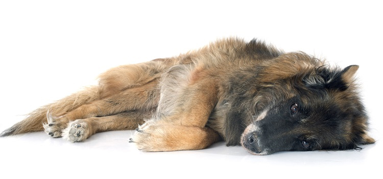 Dog Euthanasia Drugs in Hauppauge