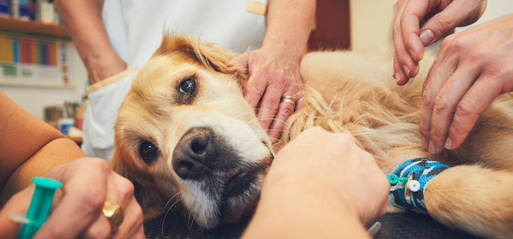 West Camp pet emergency clinic