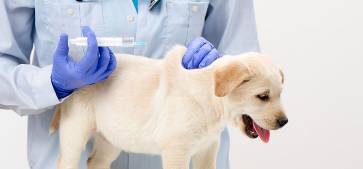 dog vaccination hospital in Ridge