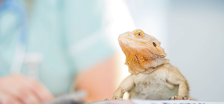 experienced vet care for reptiles in Briarcliff Manor