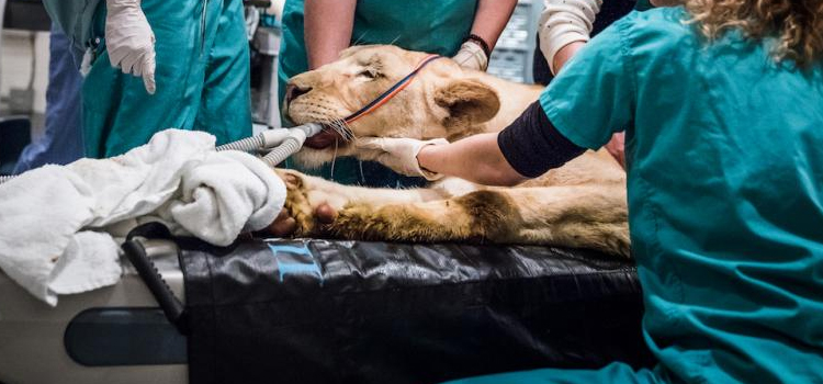 Glen Wild animal hospital veterinary surgical-process